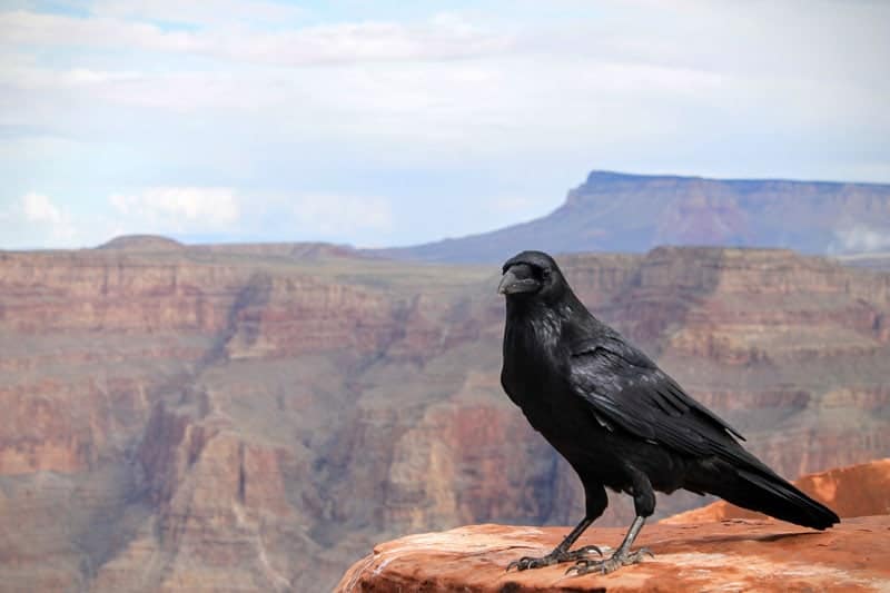An insider’s guide to the Grand Canyon